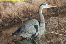 great blue heron